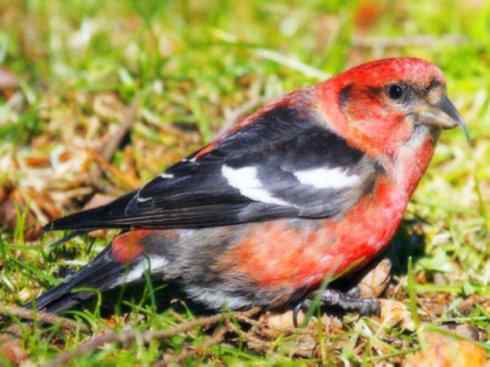 猎奇:奇特的鸟喙之四 猎奇:奇特的鸟喙之四