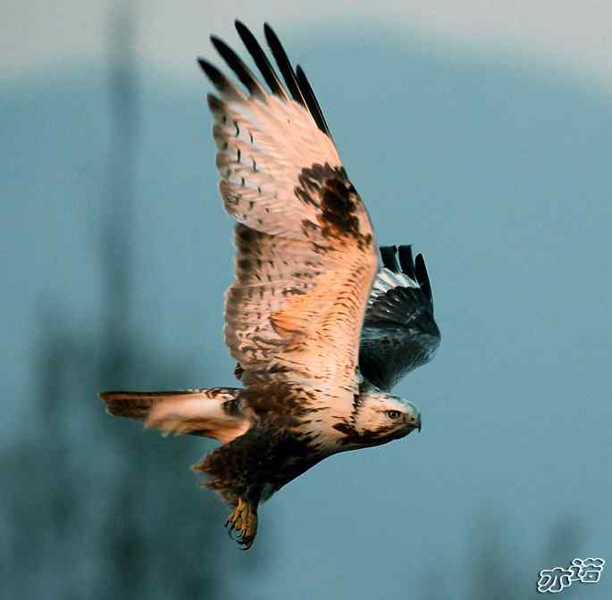 官厅水库 wbr路 wbr四种猛禽 官厅水库 wbr路 wbr四种猛禽