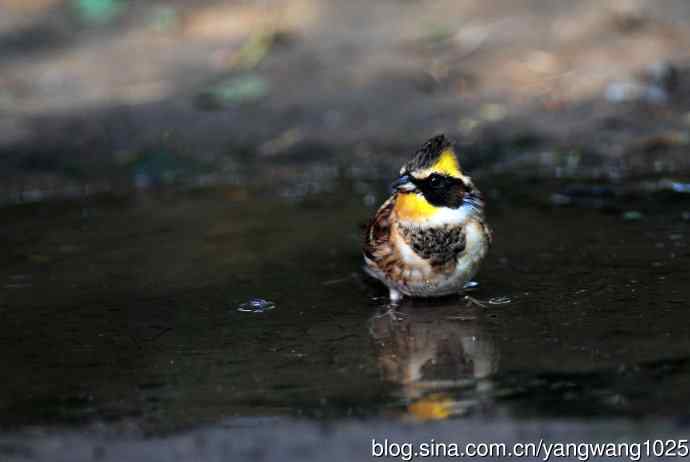 雌性黄喉鹀（6）