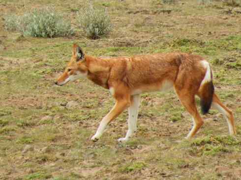 犬科：犬亚科犬属之西门豺、侧纹豺（胡狼类）