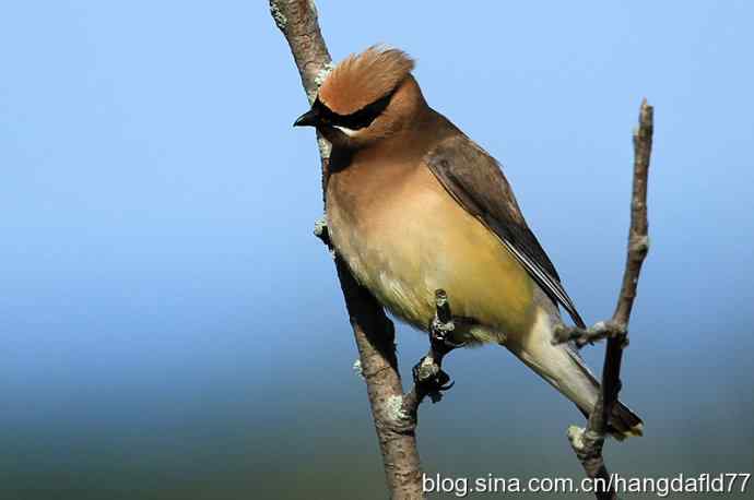 雪松太平鸟（2）
