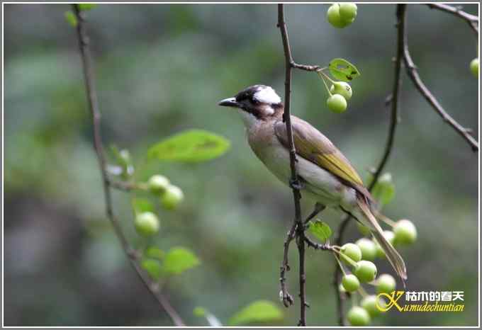 白头鹎和白颊噪鹛【照片】