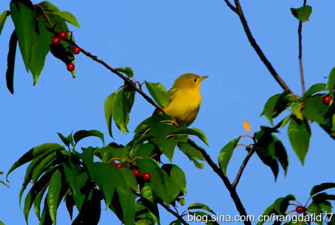 美国鸟类摄影——黄色林莺（2）