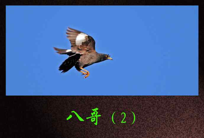 北京动物园的鸟类——八哥(2)