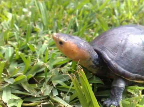 玄武:传说的兽原型探秘(平胸龟) 玄武:传说的兽原型探秘(平胸龟)