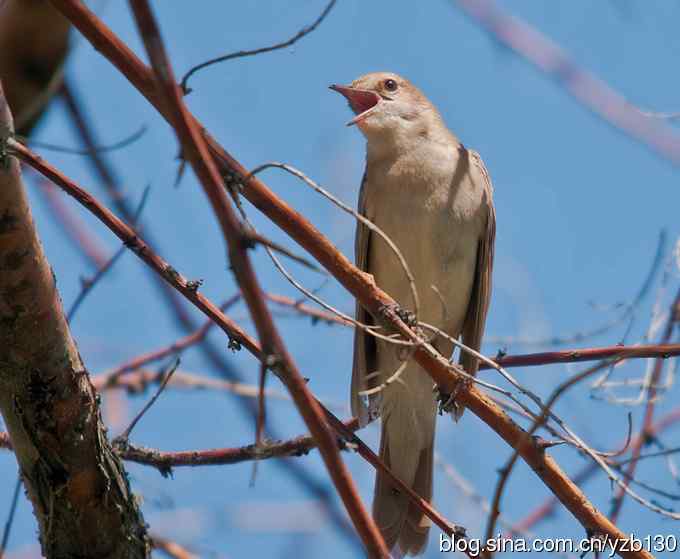 叫声甚悦耳的新疆特有鸟（组图，5张图片）