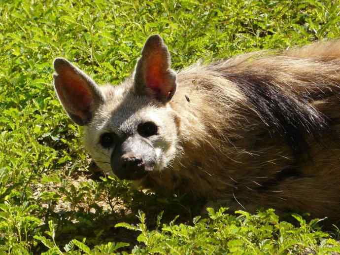 盘点十二大著名食蚁动物：土狼