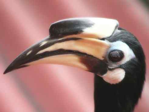 猎奇：奇特的鸟喙之三