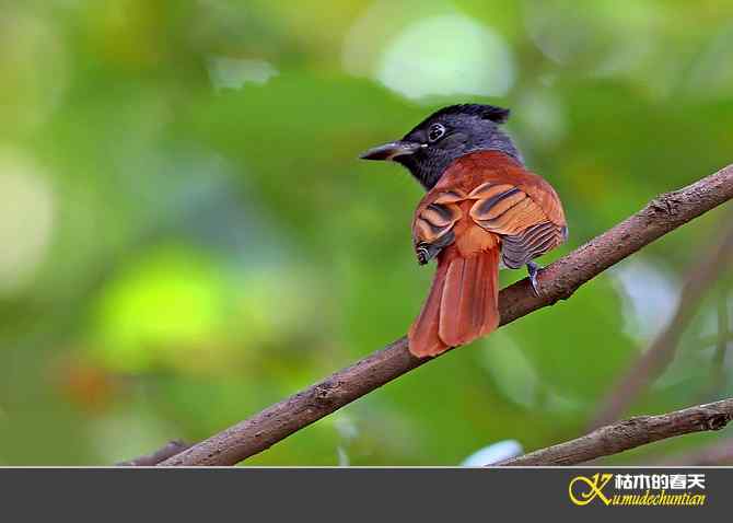 也拍“寿带”【照片】