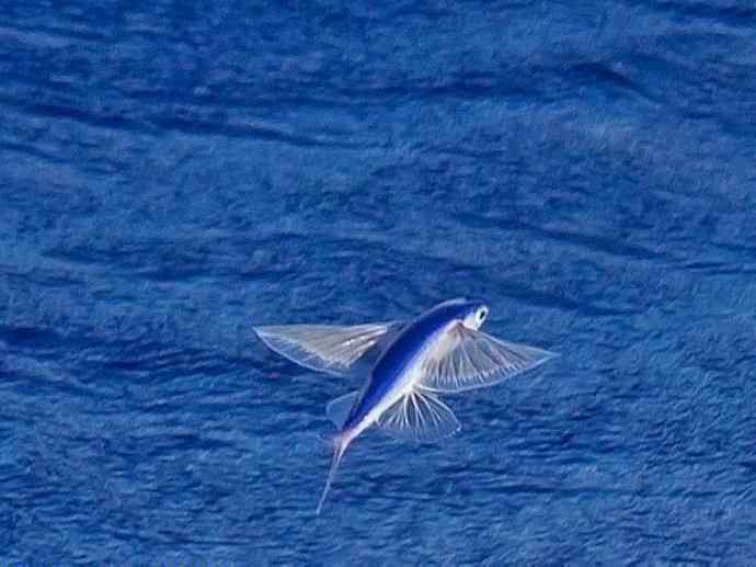 鱼类活化石:齿蝶鱼 鱼类活化石:齿蝶鱼