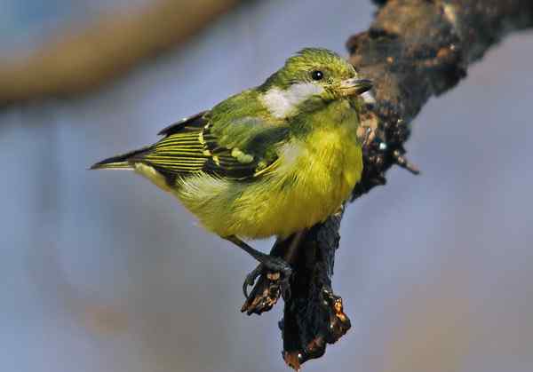 北京植物园赏鸟（三），黄腹山雀（组图）