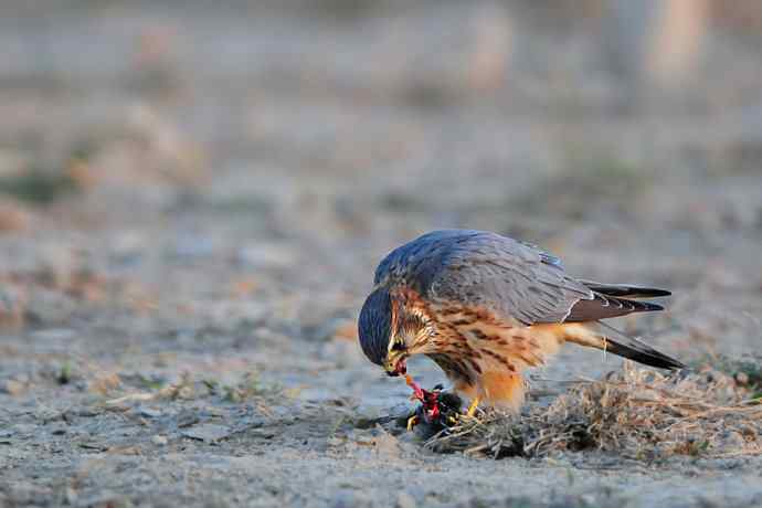 野鸭湖凶悍的灰背隼