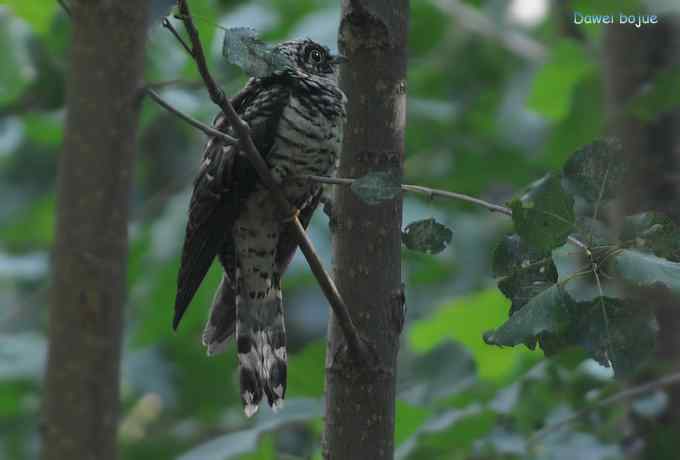 黑卷尾和疑似灰暗鹃鵙（雌）