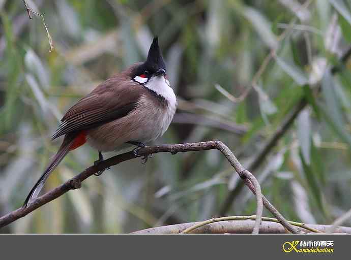 红耳鹎【实拍】