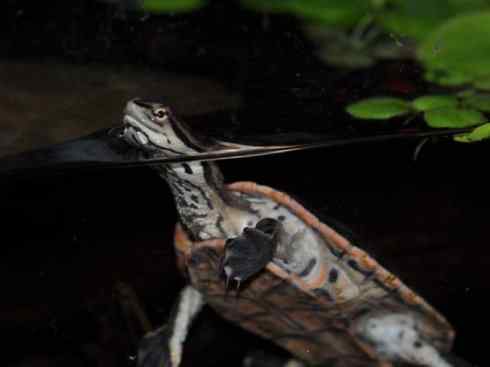 玄武：传说的兽原型探秘（玛塔龟）