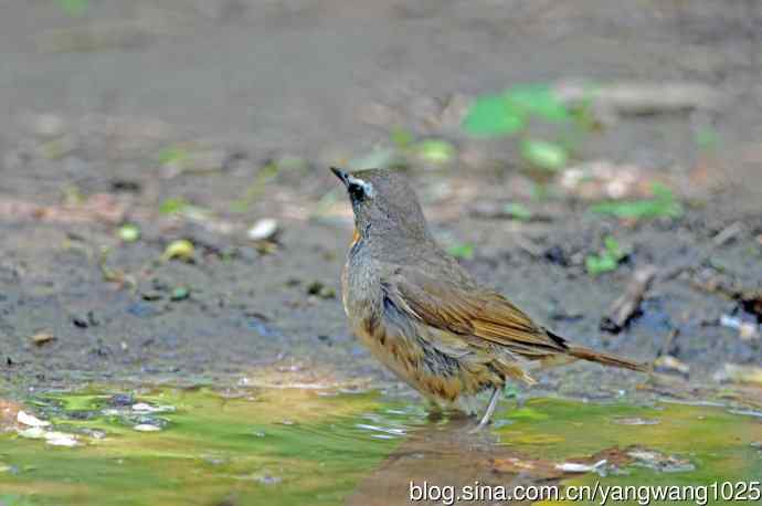 红喉歌鸲（10）