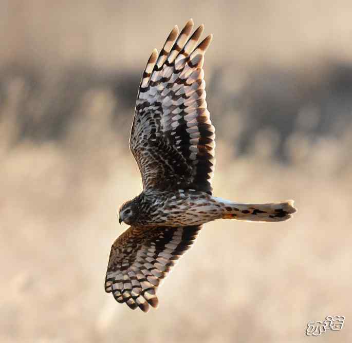 官厅水库 wbr路 wbr四种猛禽 官厅水库 wbr路 wbr四种猛禽