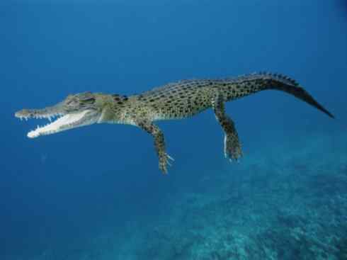 龙：传说的兽原型探秘（鳄类）