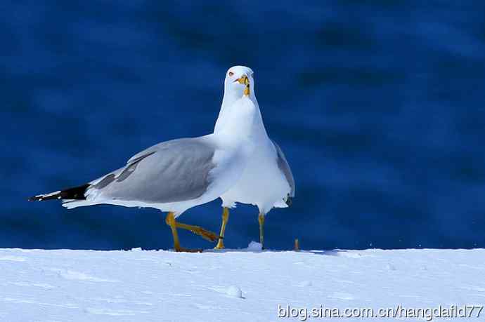 美国鸟类摄影——环嘴鸥（5）