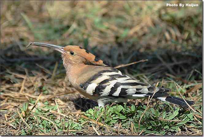  点击图片或使用键盘← →翻页