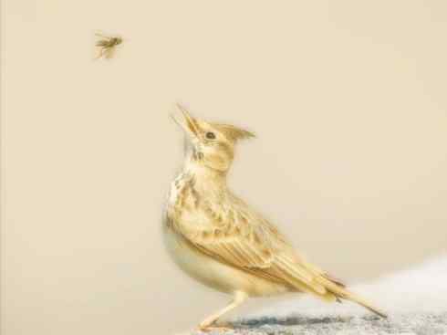 家禽驯化之源之二十八