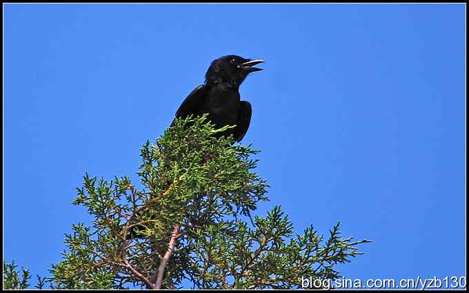 金海湖的鸟（1）鈥斺敽诰砦玻ㄗ橥迹
