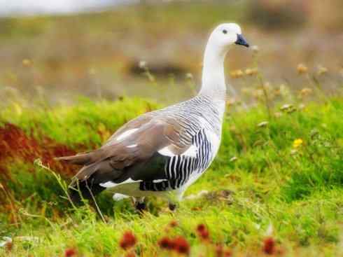 白头鸟系列：另类的美丽（斑胁草雁）