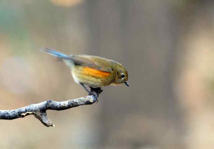 雌性红胁蓝尾鸲（11）