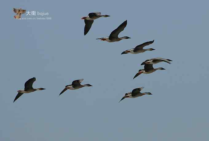 野鸭湖：白枕鹤与雁鸭群飞的春天写意