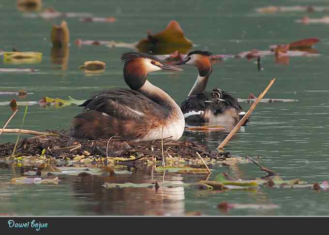 献给含辛茹苦的父母们