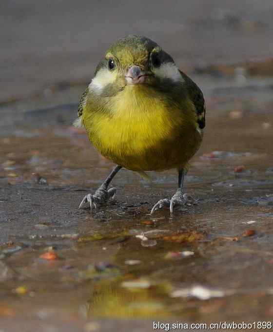 小鸟汲水图 bobo打鸟歌