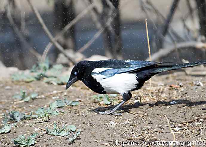 北京动物园的鸟类——舒适的淋浴（花喜鹊）