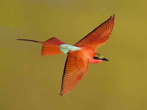 极品红色鸟类:红蜂虎 极品红色鸟类:红蜂虎