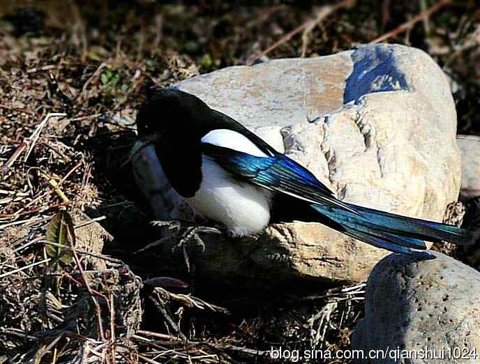 越洗越喜,一只可爱的小喜鹊