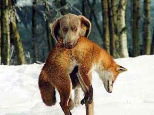 狈：传说的兽原型探秘（狐）