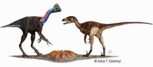 先有鸡还是先有蛋？