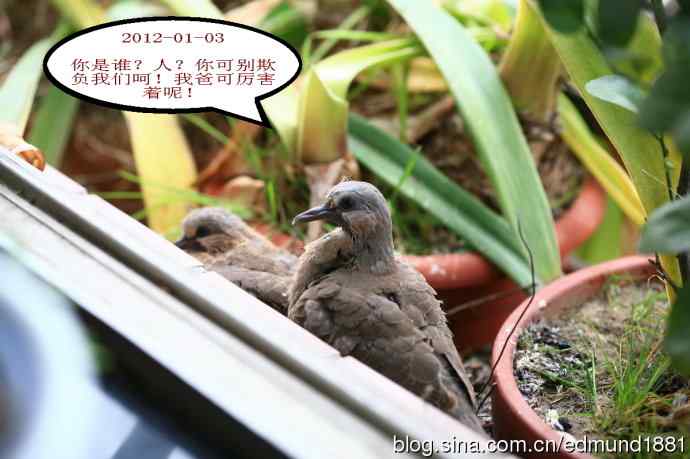 珠颈斑鸠育儿记