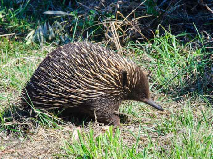 盘点十二大著名食蚁动物：短吻针鼹
