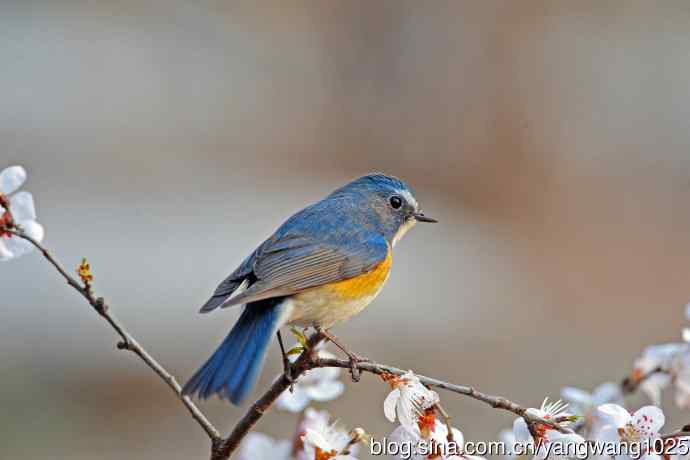山桃花与雄性红胁蓝尾鸲 山桃花与雄性红胁蓝尾鸲