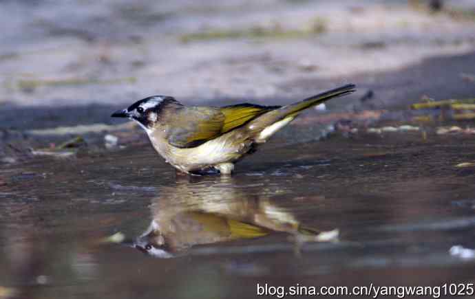 白头鹎bei（白头翁）