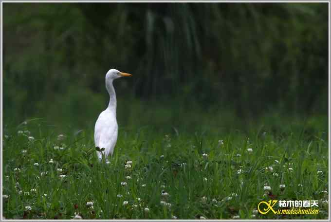 最后一抹夕阳下的鈥溑１仇剽潯菊掌