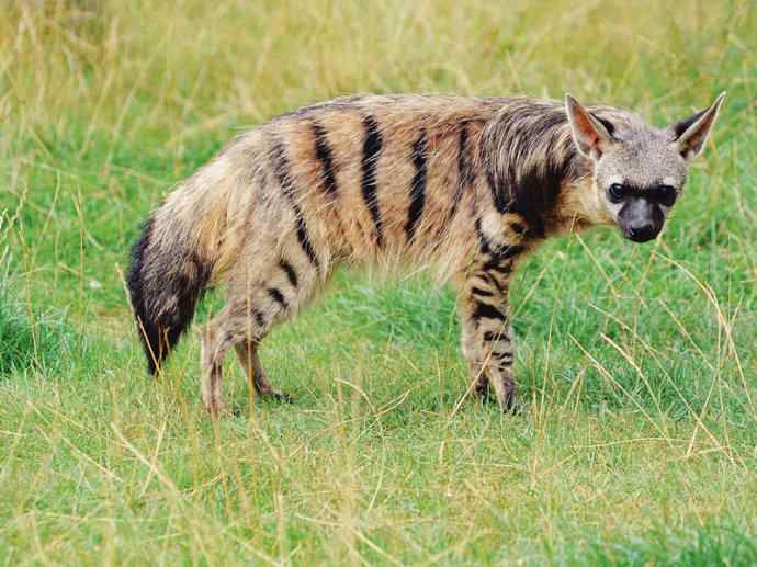 盘点十二大著名食蚁动物：土狼