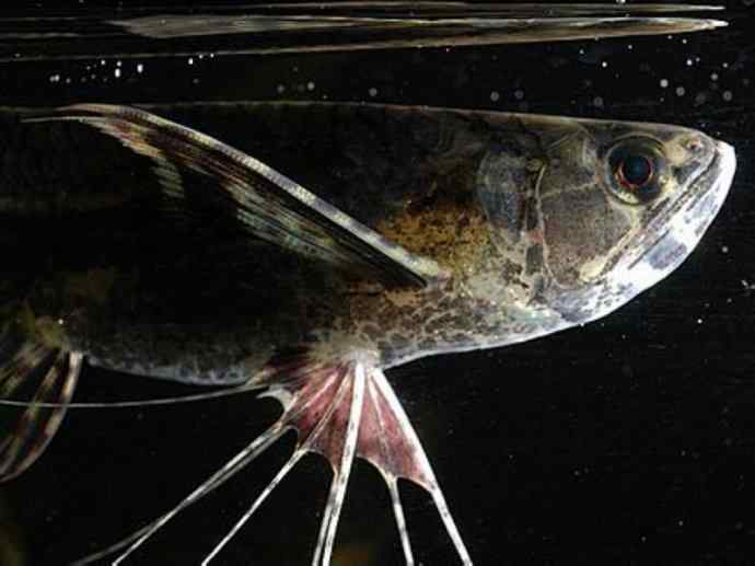 鱼类活化石:齿蝶鱼 鱼类活化石:齿蝶鱼