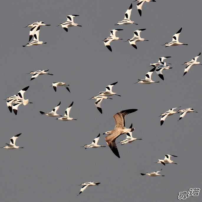 河北乐亭&nbsp;wbr路&nbsp;wbr反嘴鹬