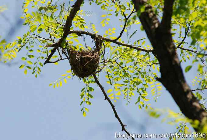 朱雀和北宫的鸟 朱雀和北宫的鸟