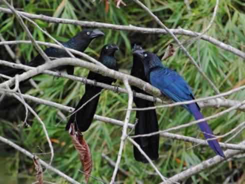奇特的盔:大犀鹃 奇特的盔:大犀鹃