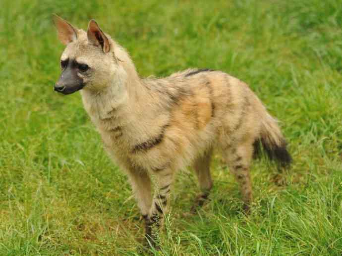 盘点十二大著名食蚁动物：土狼