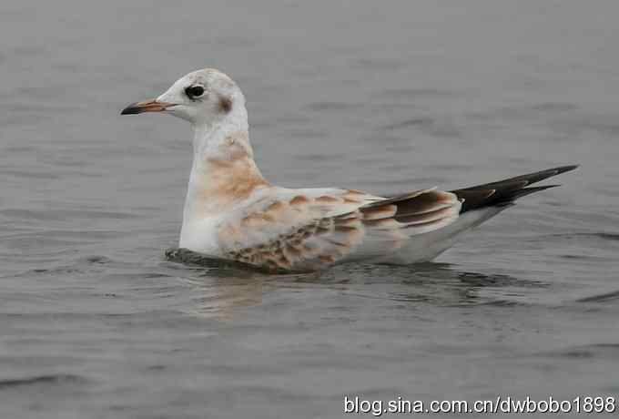 灰斑鸠踩蛋 wbr须浮鸥育雏
