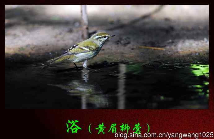 北京天坛公园的鸟类——浴（黄眉柳莺）