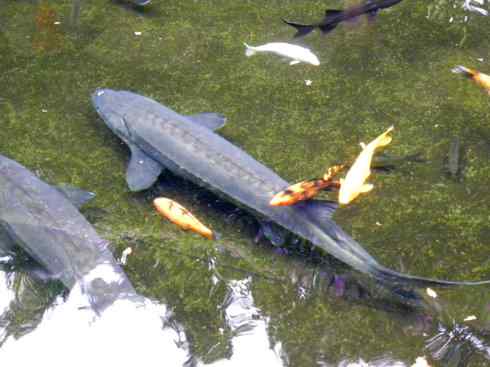 鱼类活化石:中华鲟 鱼类活化石:中华鲟